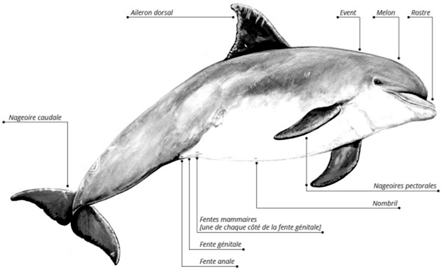 Anatomie du grand dauphin - GECC